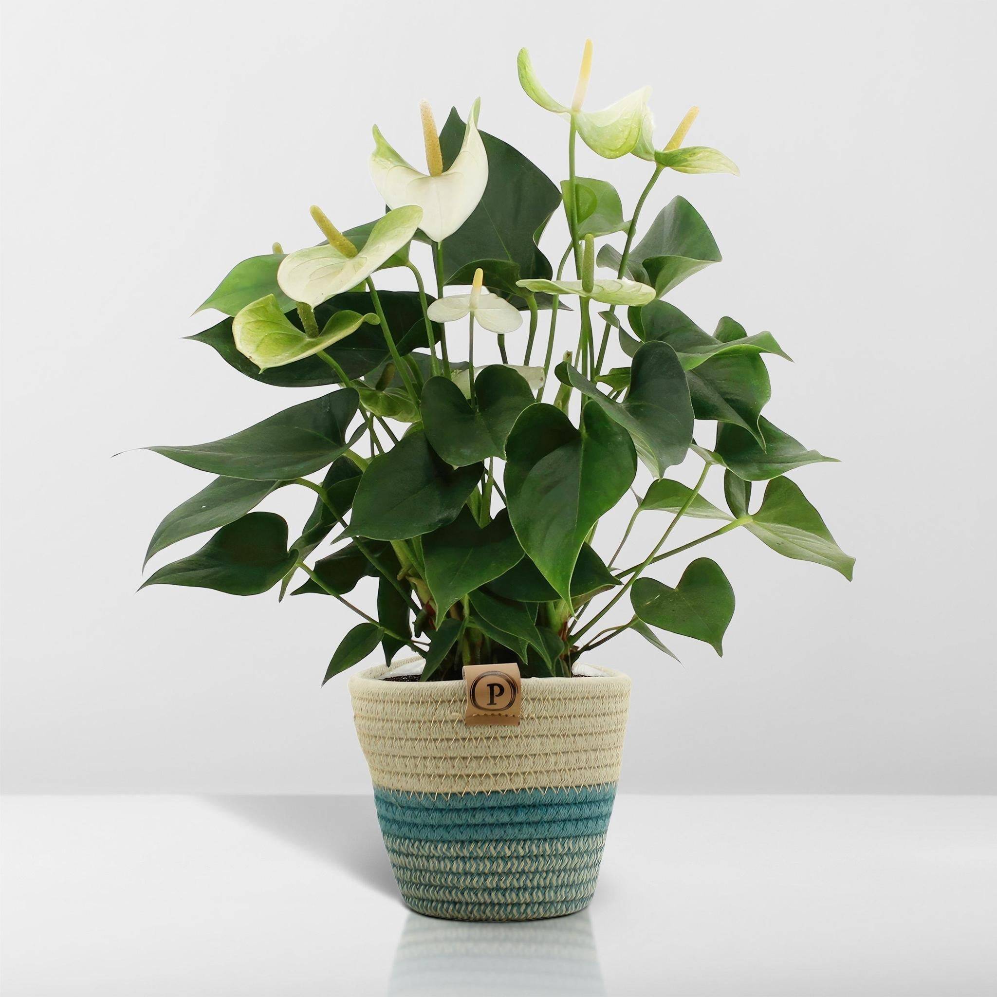 Anthurium andreanum Namora et son pot- La Green Touch Panier - Hauteur 45cm - Image 6