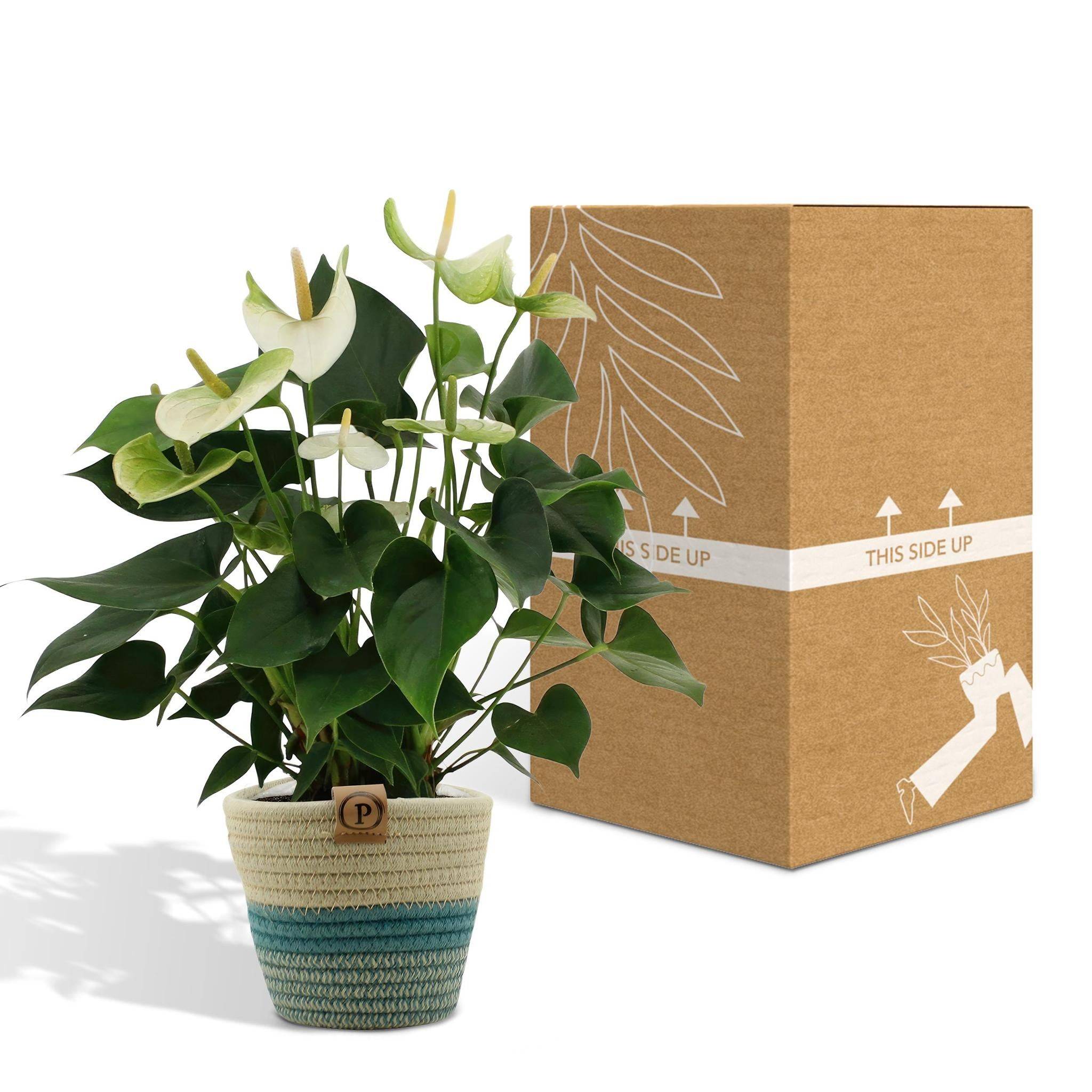 Anthurium andreanum Namora et son pot- La Green Touch Panier - Hauteur 45cm - Image 5