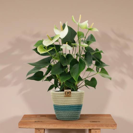 Anthurium andreanum Namora et son pot- La Green Touch Panier - Hauteur 45cm - Image 2