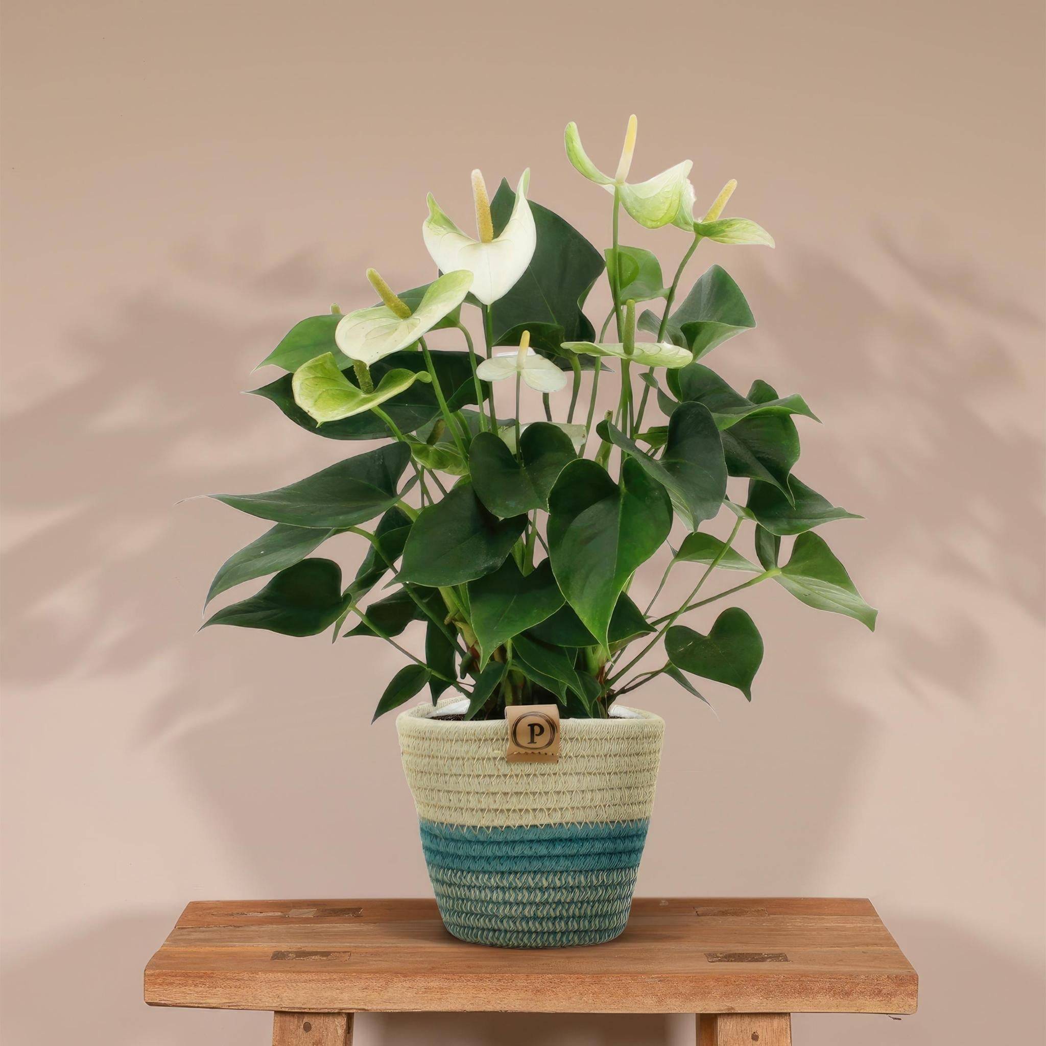 Anthurium andreanum Namora et son pot- La Green Touch Panier - Hauteur 45cm - Image 2