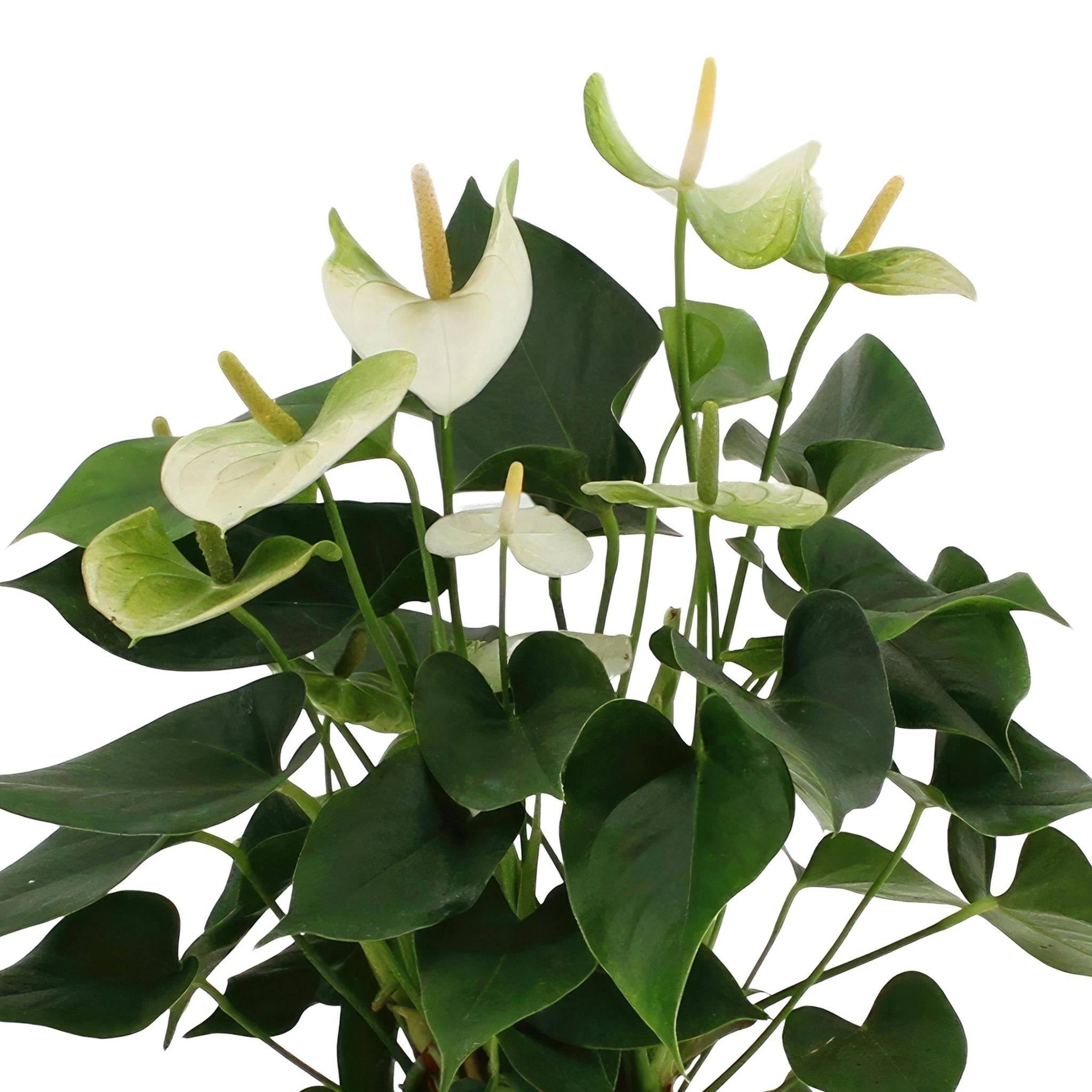 Anthurium andreanum Namora et son pot- La Green Touch Panier - Hauteur 45cm - Image 3