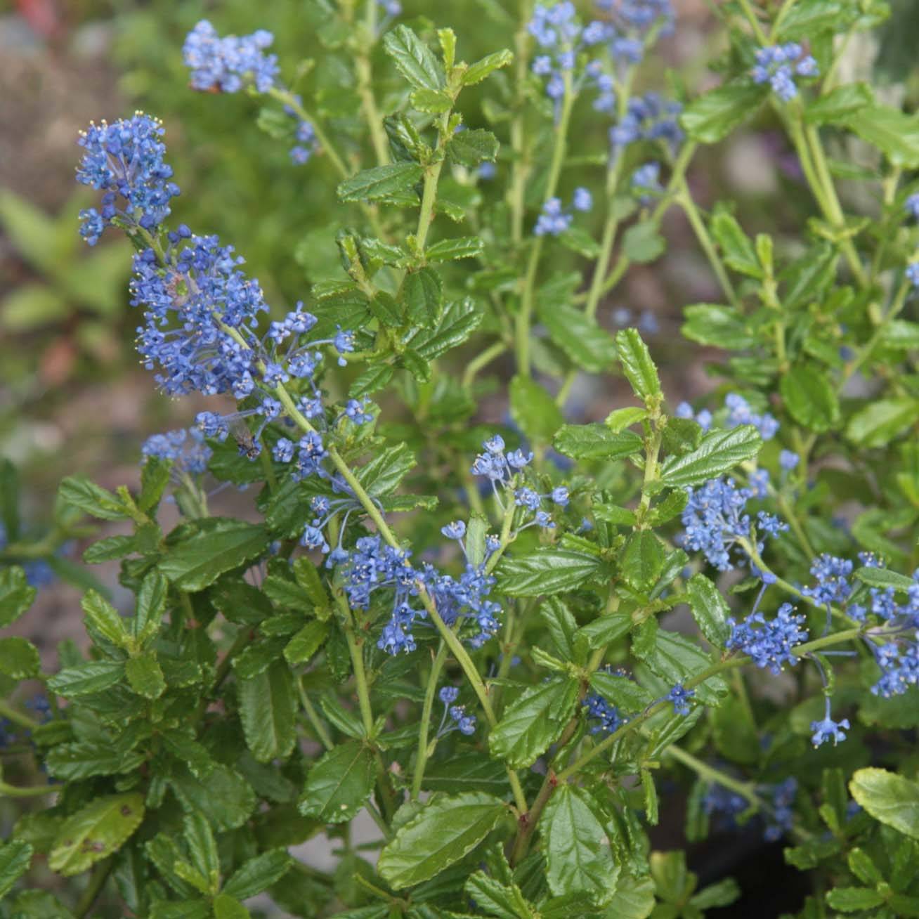Promesse de Fleurs - Ceanothus Italian Skies - Lilas de Californie Pot de 4L/5L - Image 1