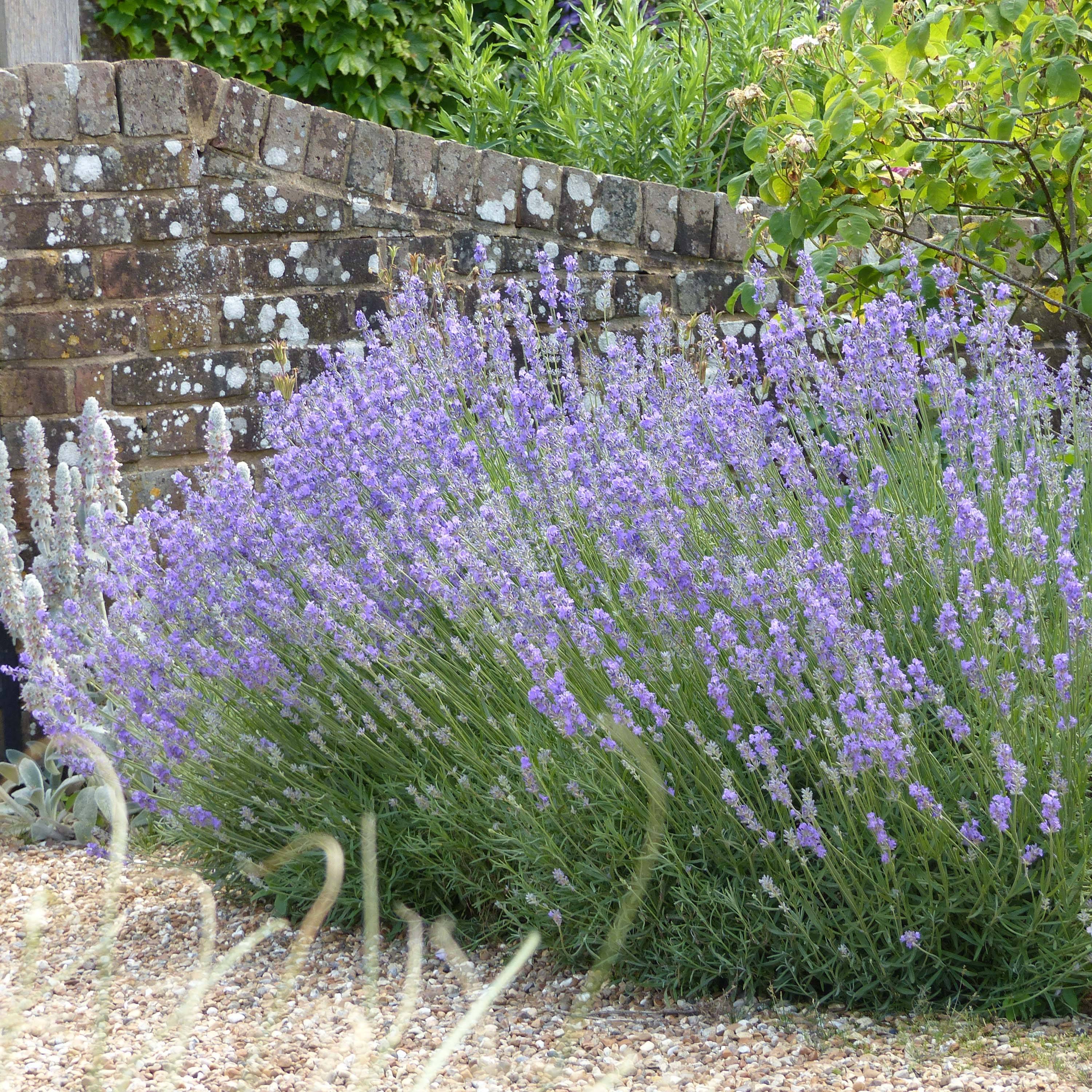 Promesse de Fleurs - Lavande angustifolia Munstead Pot de 2L/3L