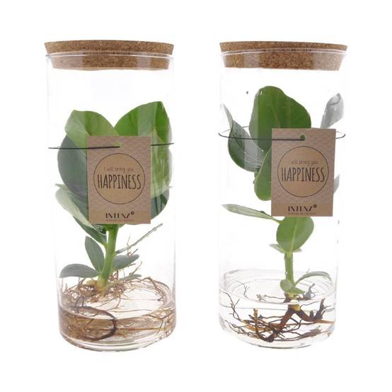 Clusia Rosea Princess en Tube - D12 H30cm - Image 3