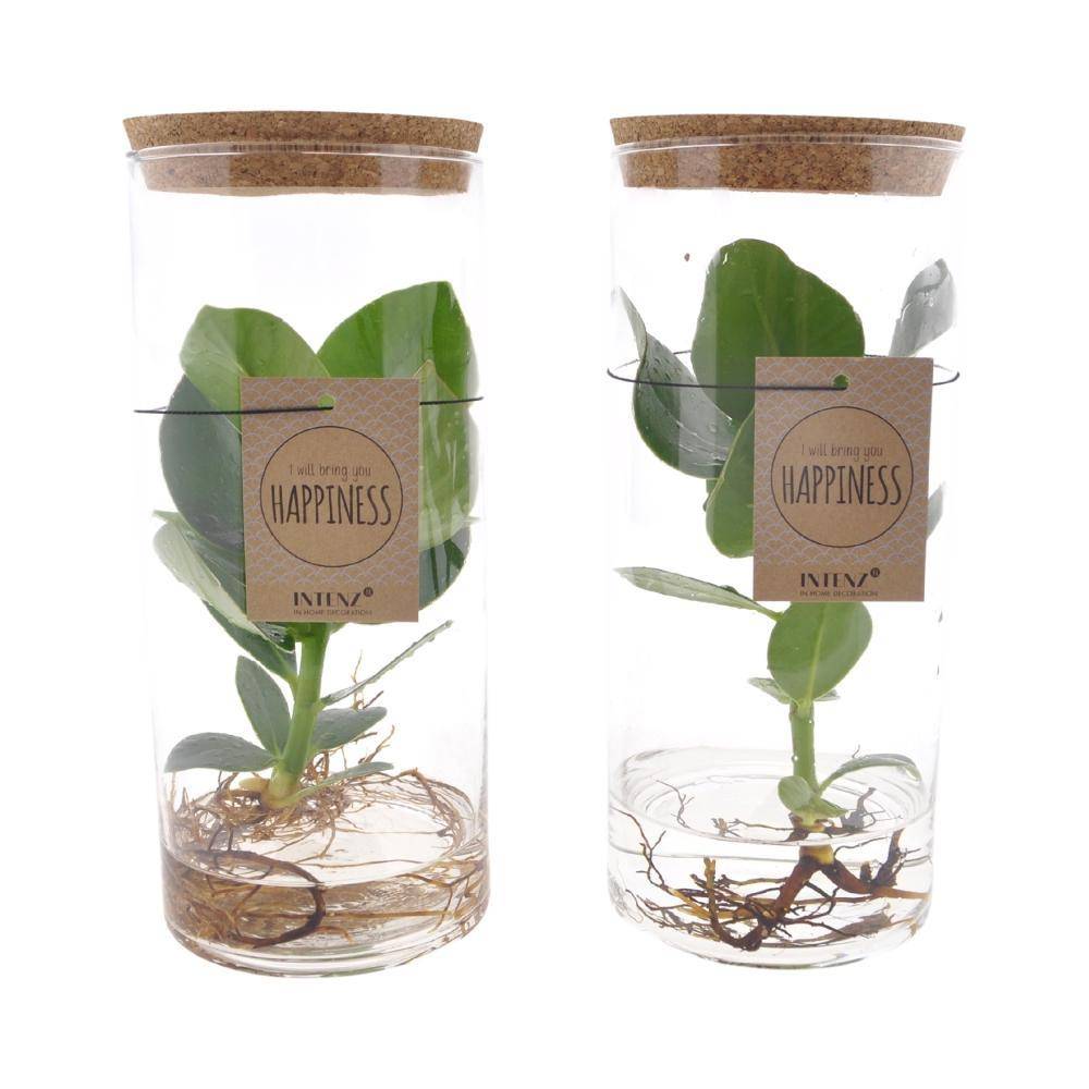Clusia Rosea Princess en Tube - D12 H30cm - Image 3