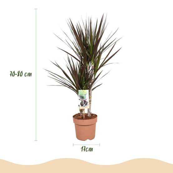 Dracaena Magenta - D17 H80cm - Image 4