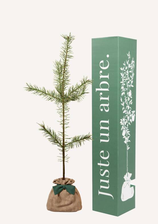 JUSTE UN ARBRE. – Pin sylvestre | Idée cadeau durable pour naissance, mariage, anniversaire – Conifère robuste pour grands jardins. - Image 1