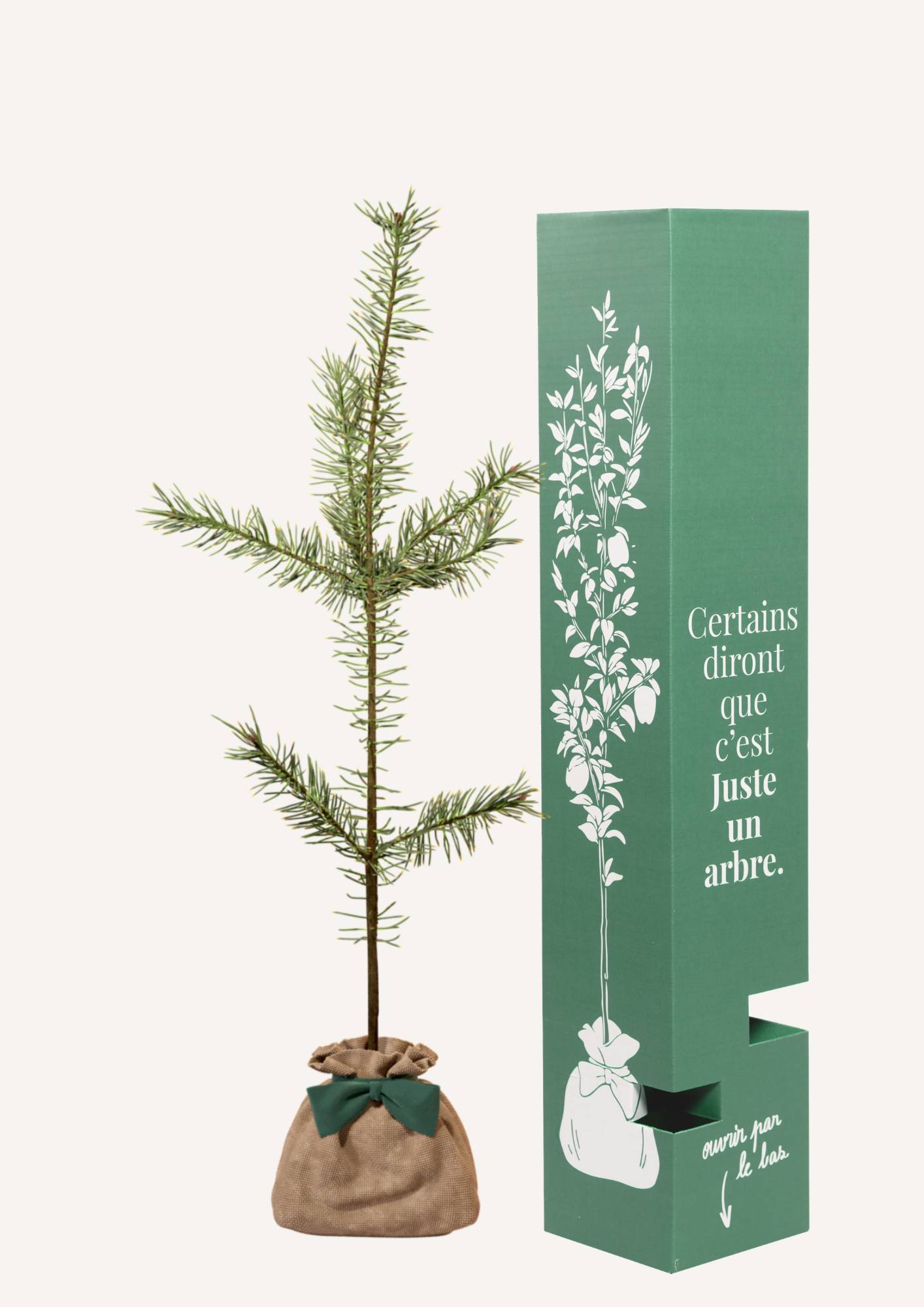JUSTE UN ARBRE. – Pin sylvestre | Idée cadeau durable pour naissance, mariage, anniversaire – Conifère robuste pour grands jardins. - Image 2