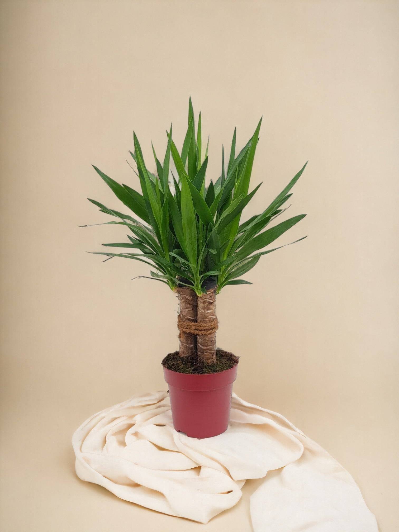 Yucca Tres Cañas 70cm - Plante d'intérieur- La Green Touch - Image 2