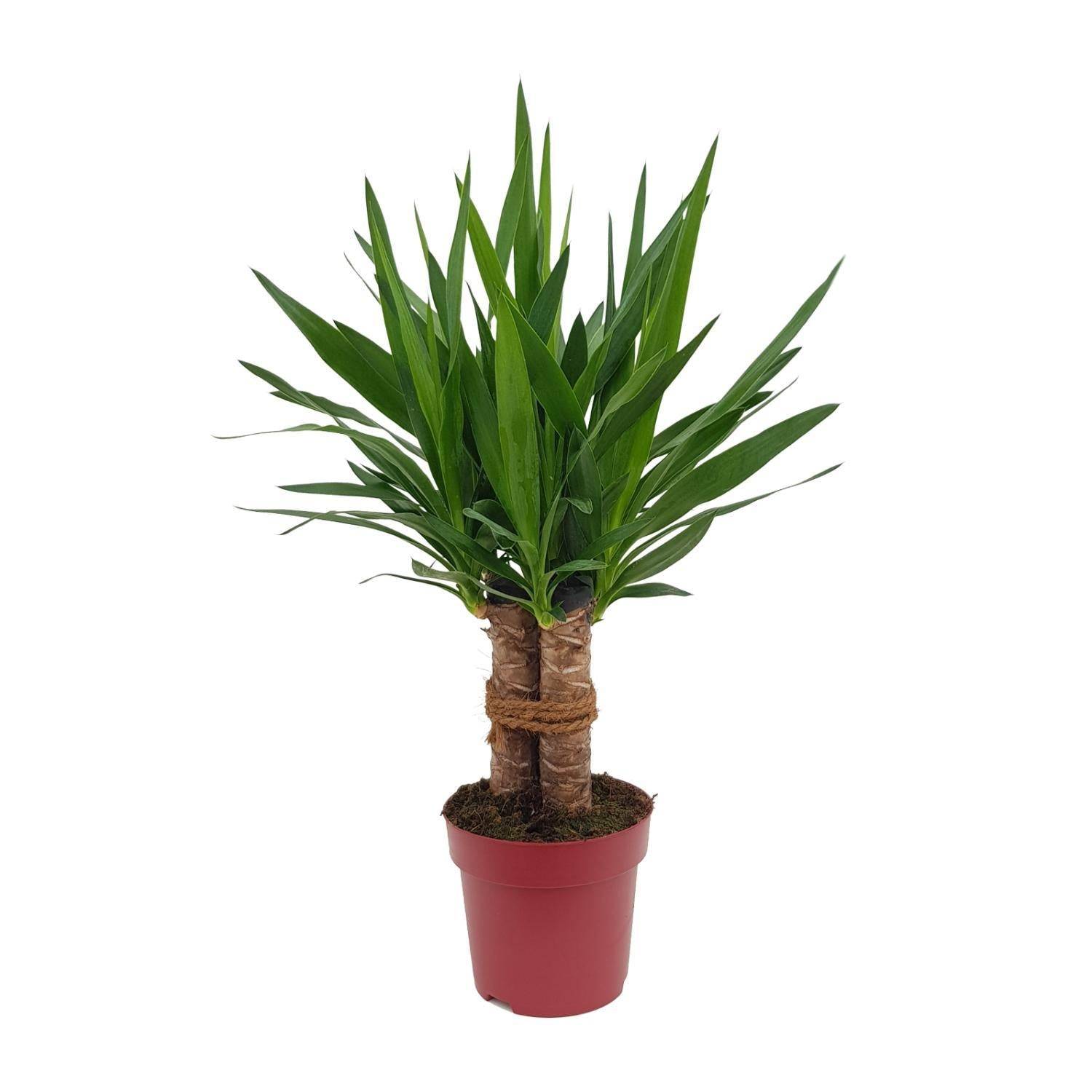 Yucca Tres Cañas 70cm - Plante d'intérieur- La Green Touch - Image 1