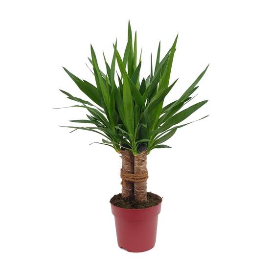 Yucca Tres Cañas 70cm - Plante d'intérieur- La Green Touch - Image 3