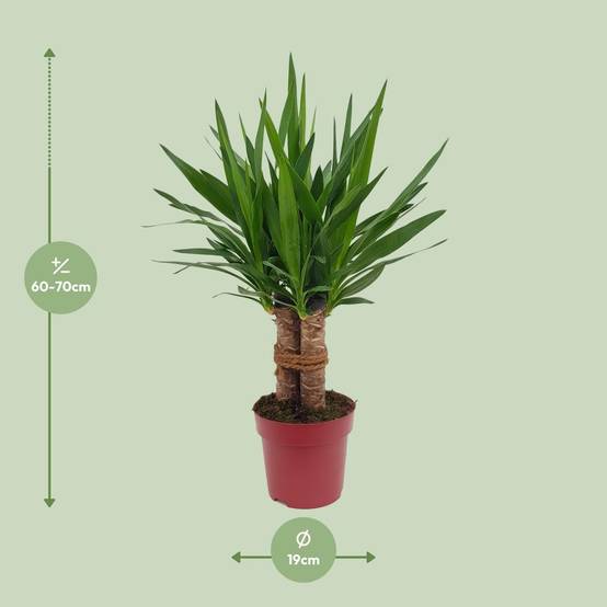 Yucca Tres Cañas 70cm - Plante d'intérieur- La Green Touch - Image 4