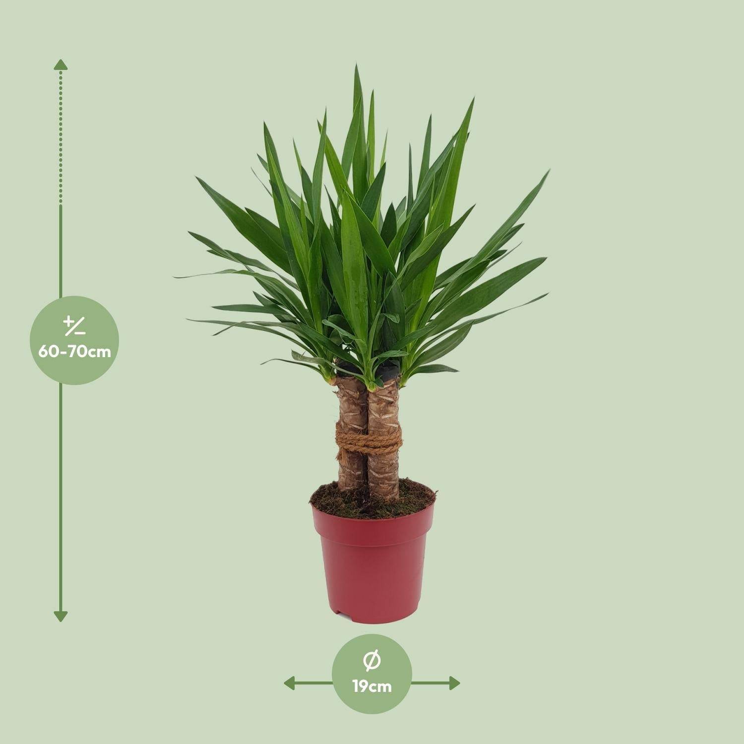 Yucca Tres Cañas 70cm - Plante d'intérieur- La Green Touch - Image 4