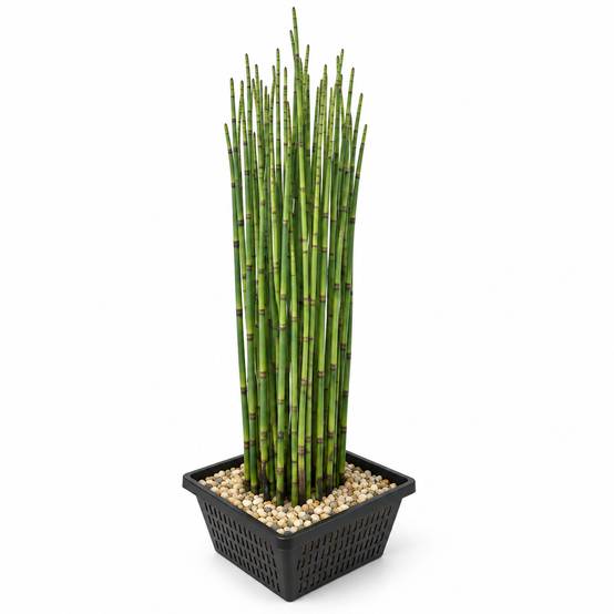 Prêle des eaux - Equisetum fluviatile - Image 1