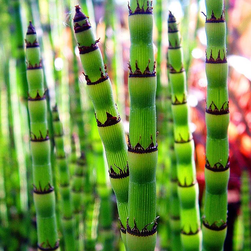 Prêle des eaux - Equisetum fluviatile - Image 3