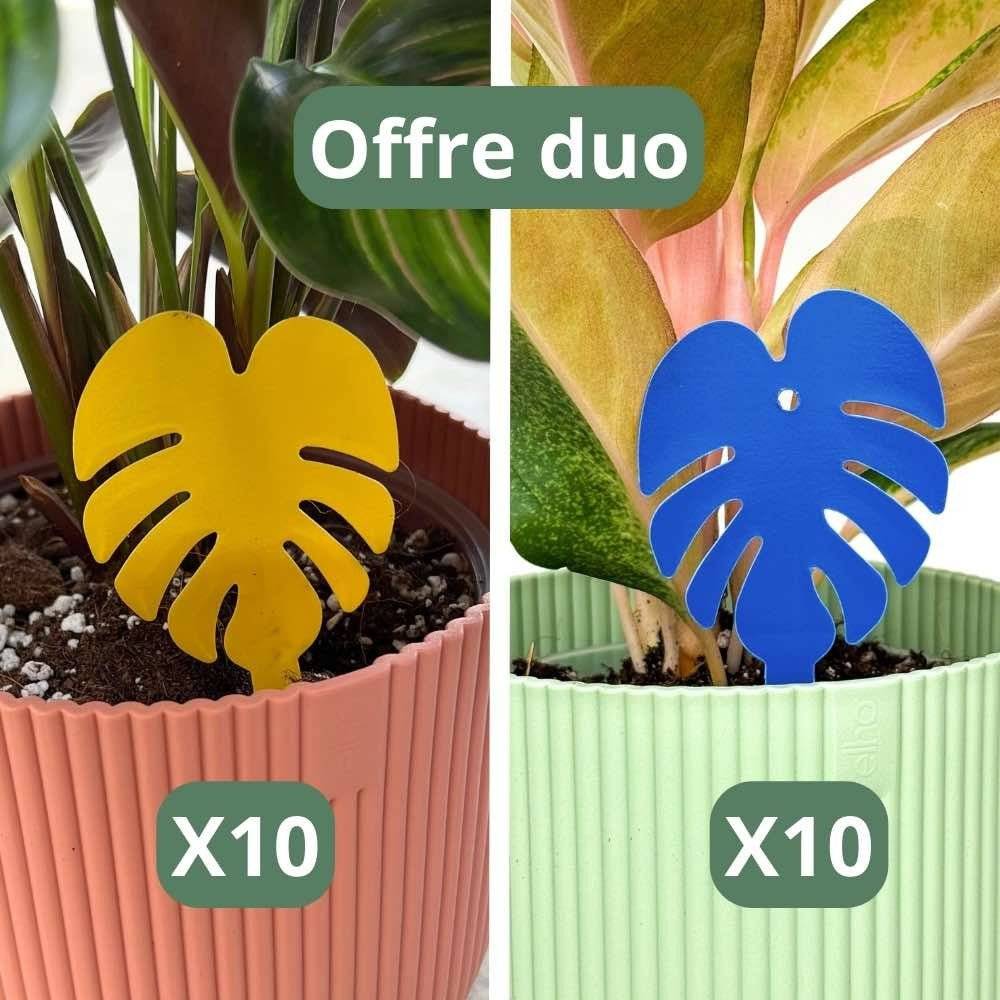 OFFRE DUO - Pièges bleus Anti-thrips + Pièges Jaunes Anti-mouches de terreau - Pièges chromatiques englués - Image 2