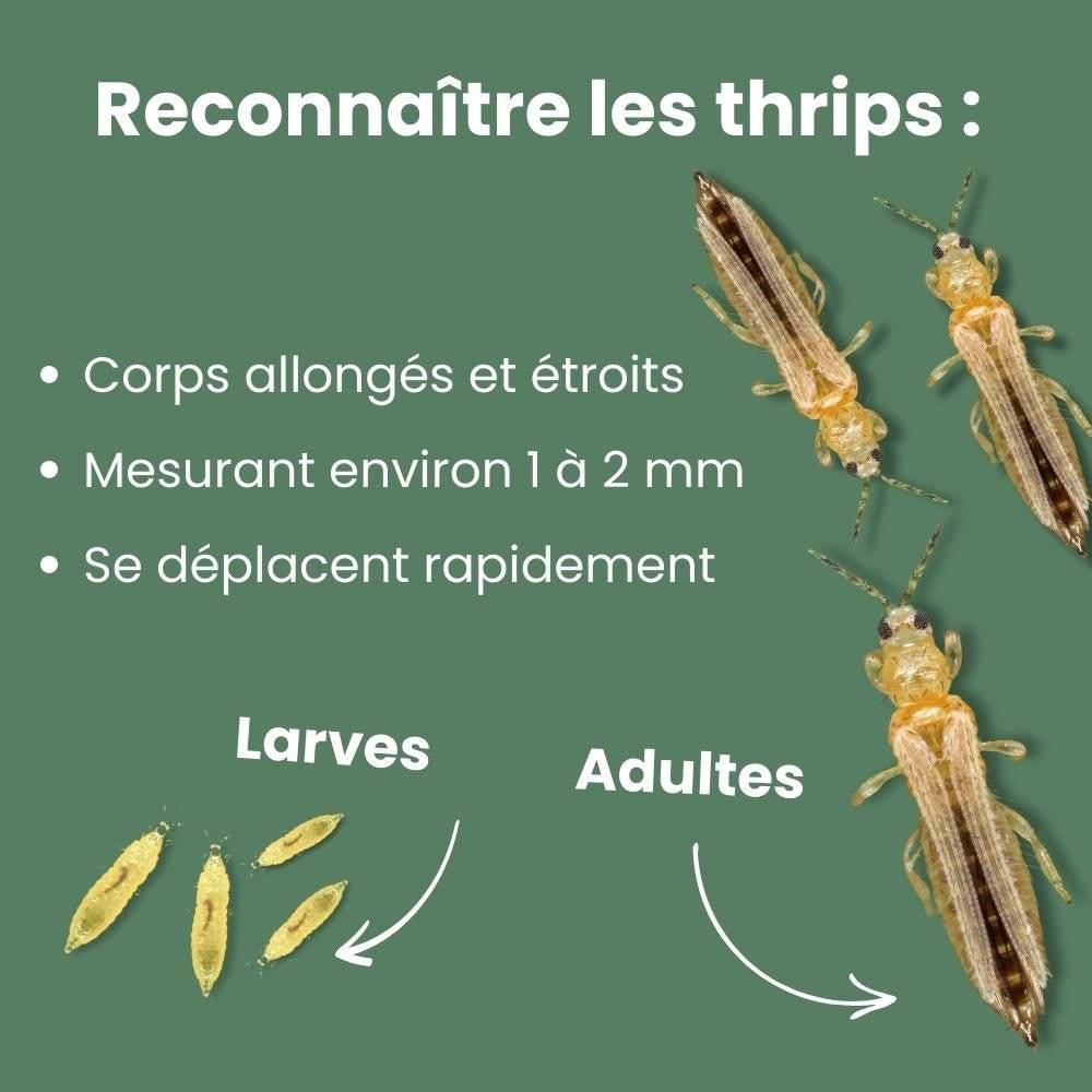 OFFRE DUO - Pièges bleus Anti-thrips + Pièges Jaunes Anti-mouches de terreau - Pièges chromatiques englués - Image 6