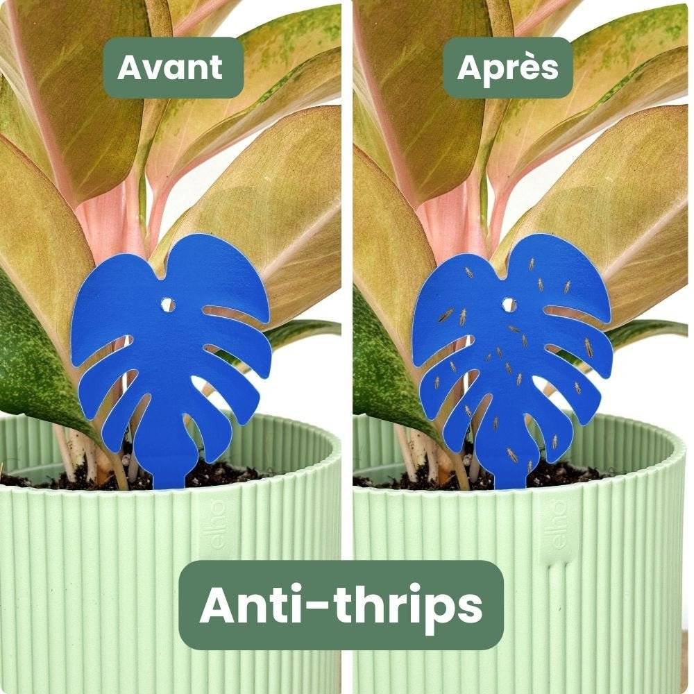 OFFRE DUO - Pièges bleus Anti-thrips + Pièges Jaunes Anti-mouches de terreau - Pièges chromatiques englués - Image 7