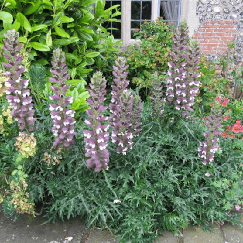 Acanthe épineuse, Acanthus à fleurs Blanche/Violette - feuillage Caduc - Godet - 5/20 cm - Image 1
