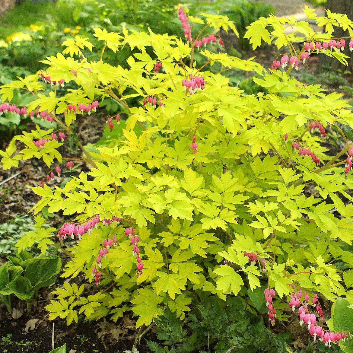 Promesse de Fleurs - Coeur de Marie doré - Dicentra spectabilis Goldheart® Pot de 2L/3L