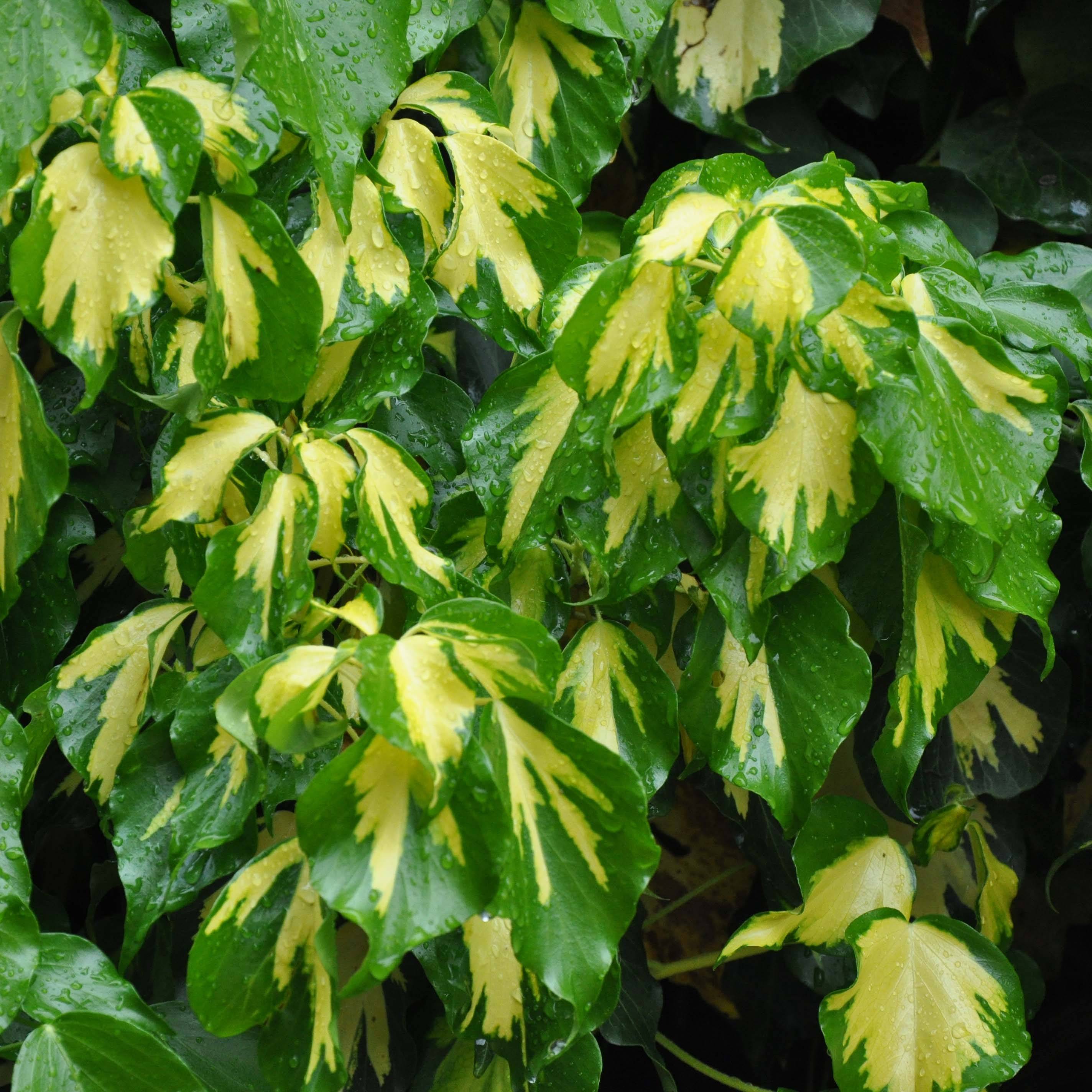Lierre de Colchide - Hedera colchica Sulphur Heart Godet de 8/9 cm