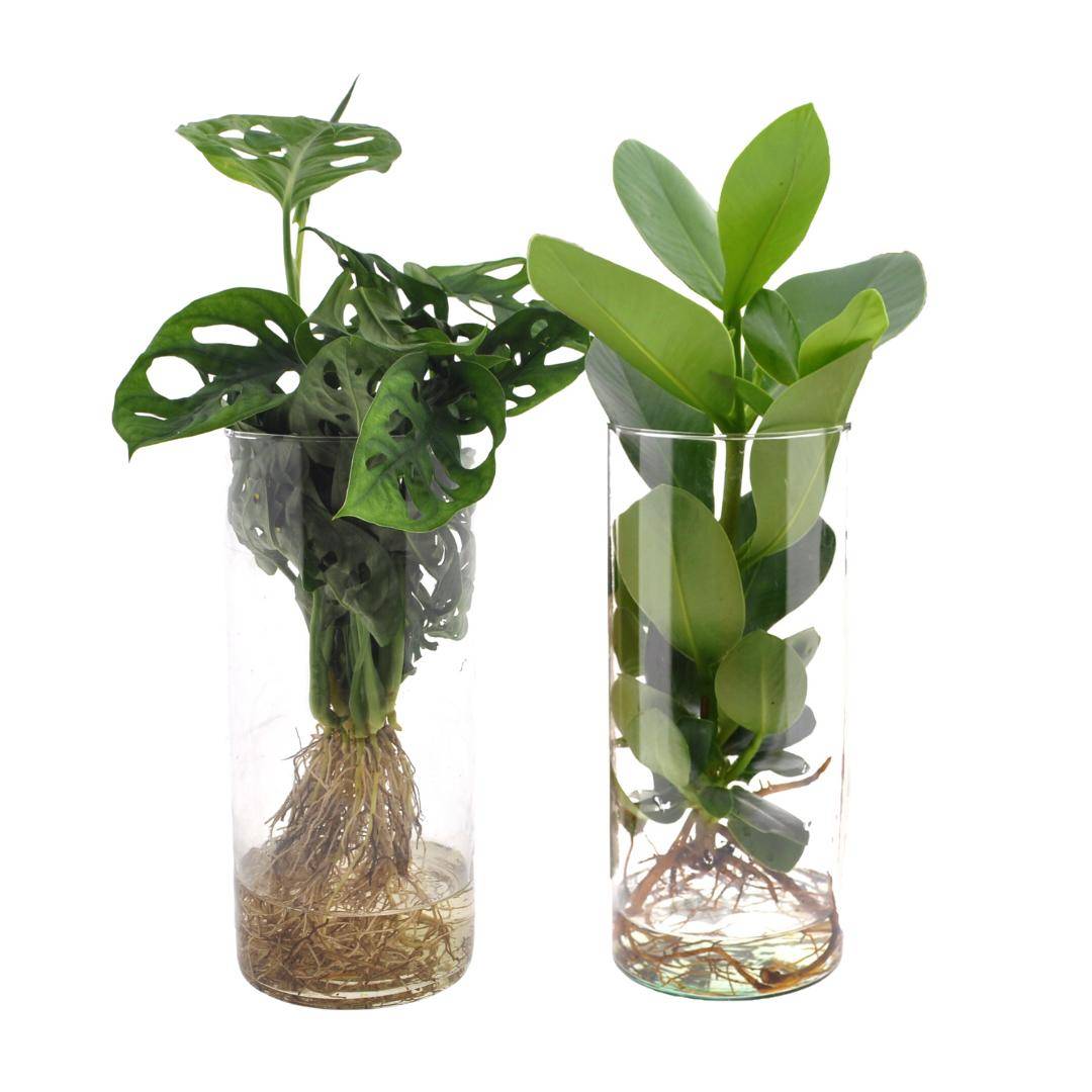 Duo de Plantes en Hydroculture - D12 H30cm - Image 2