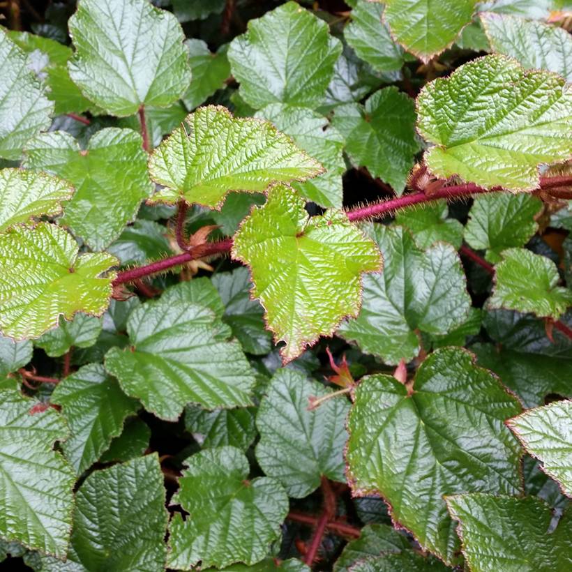 Promesse de Fleurs - Ronce tricolor - Rubus tricolor Pot de 1L/1,5L
