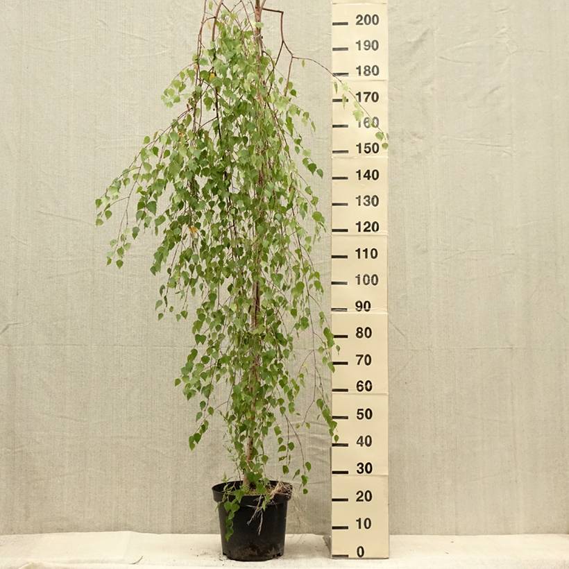 Betula pendula Magical Globe - Bouleau commun Pot de 7,5L/10L, Tige - Image 2