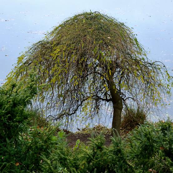 Betula pendula Magical Globe - Bouleau commun Pot de 7,5L/10L, Tige - Image 1