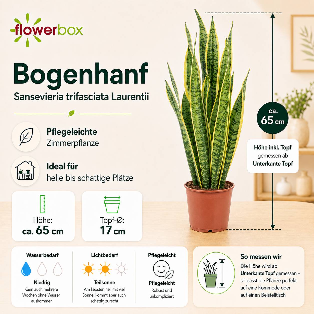 Sansevière - plante d'intérieur facile d'entretien, Sansevieria trifasciata Laurentii - hauteur env. 65 cm, pot-Ø 17 cm - Image 4