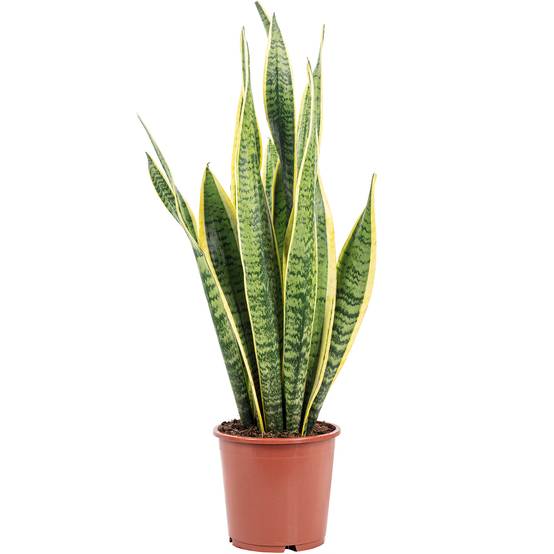 Sansevière - plante d'intérieur facile d'entretien, Sansevieria trifasciata Laurentii - hauteur env. 65 cm, pot-Ø 17 cm - Image 1