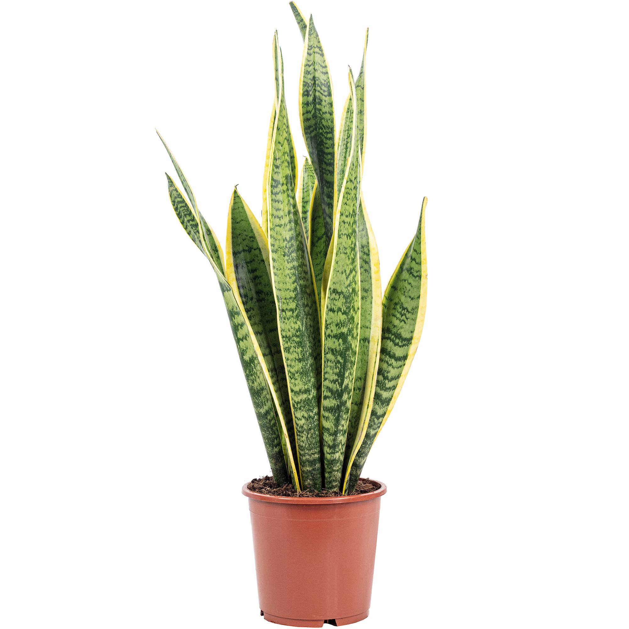 Sansevière - plante d'intérieur facile d'entretien, Sansevieria trifasciata Laurentii - hauteur env. 65 cm, pot-Ø 17 cm - Image 1