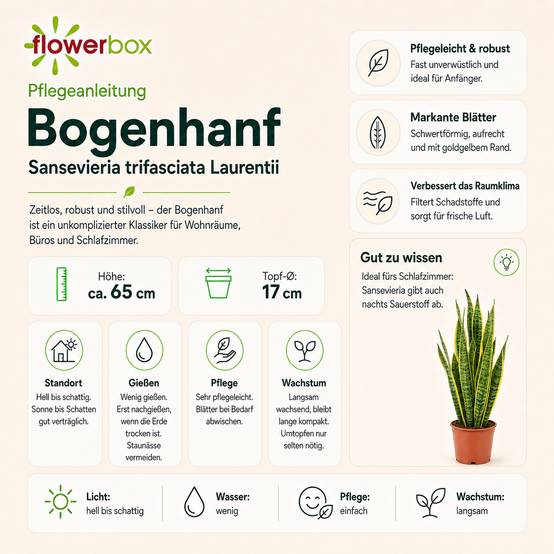 Sansevière - plante d'intérieur facile d'entretien, Sansevieria trifasciata Laurentii - hauteur env. 65 cm, pot-Ø 17 cm - Image 5