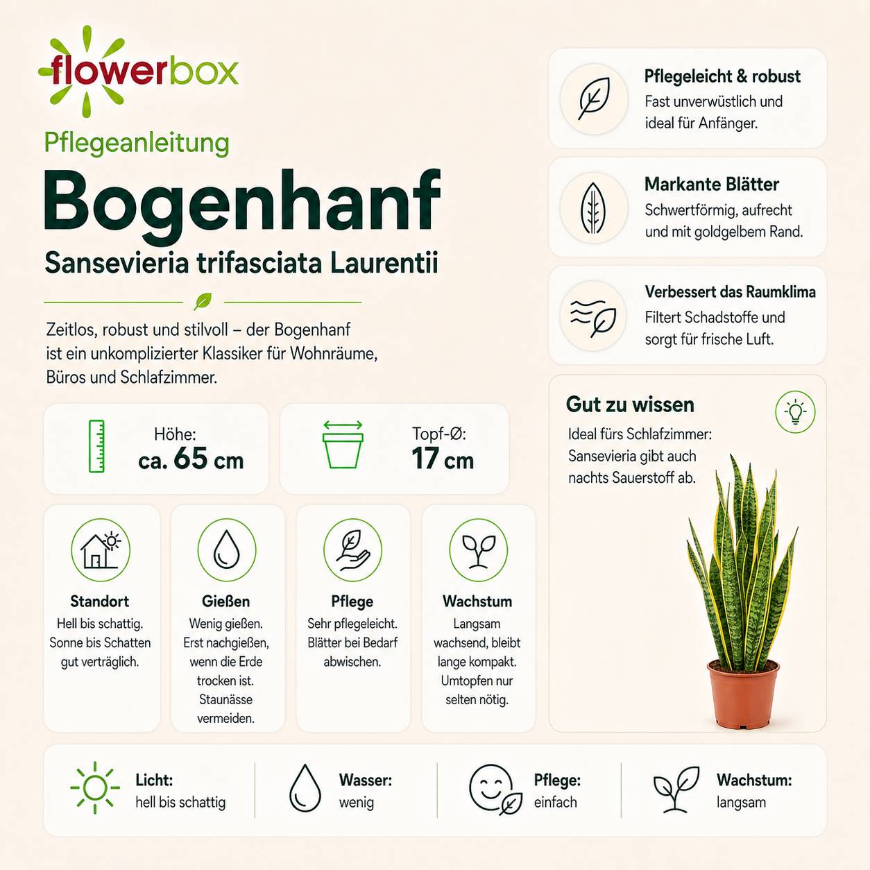 Sansevière - plante d'intérieur facile d'entretien, Sansevieria trifasciata Laurentii - hauteur env. 65 cm, pot-Ø 17 cm - Image 5