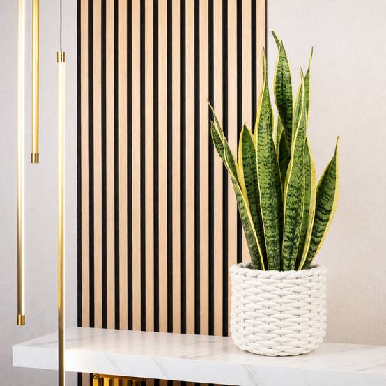 Sansevière - plante d'intérieur facile d'entretien, Sansevieria trifasciata Laurentii - hauteur env. 65 cm, pot-Ø 17 cm - Image 2