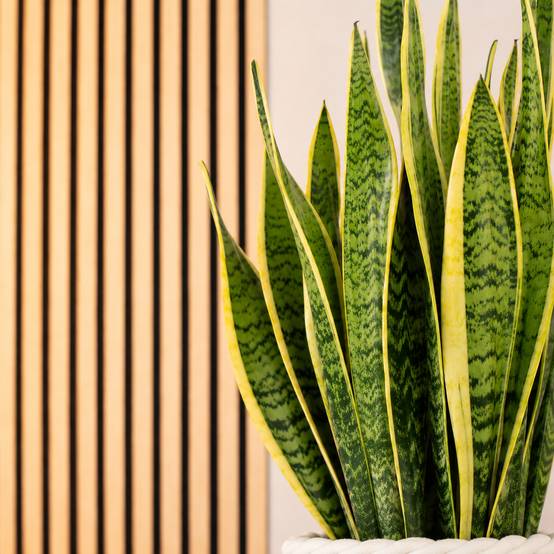 Sansevière - plante d'intérieur facile d'entretien, Sansevieria trifasciata Laurentii - hauteur env. 65 cm, pot-Ø 17 cm - Image 3