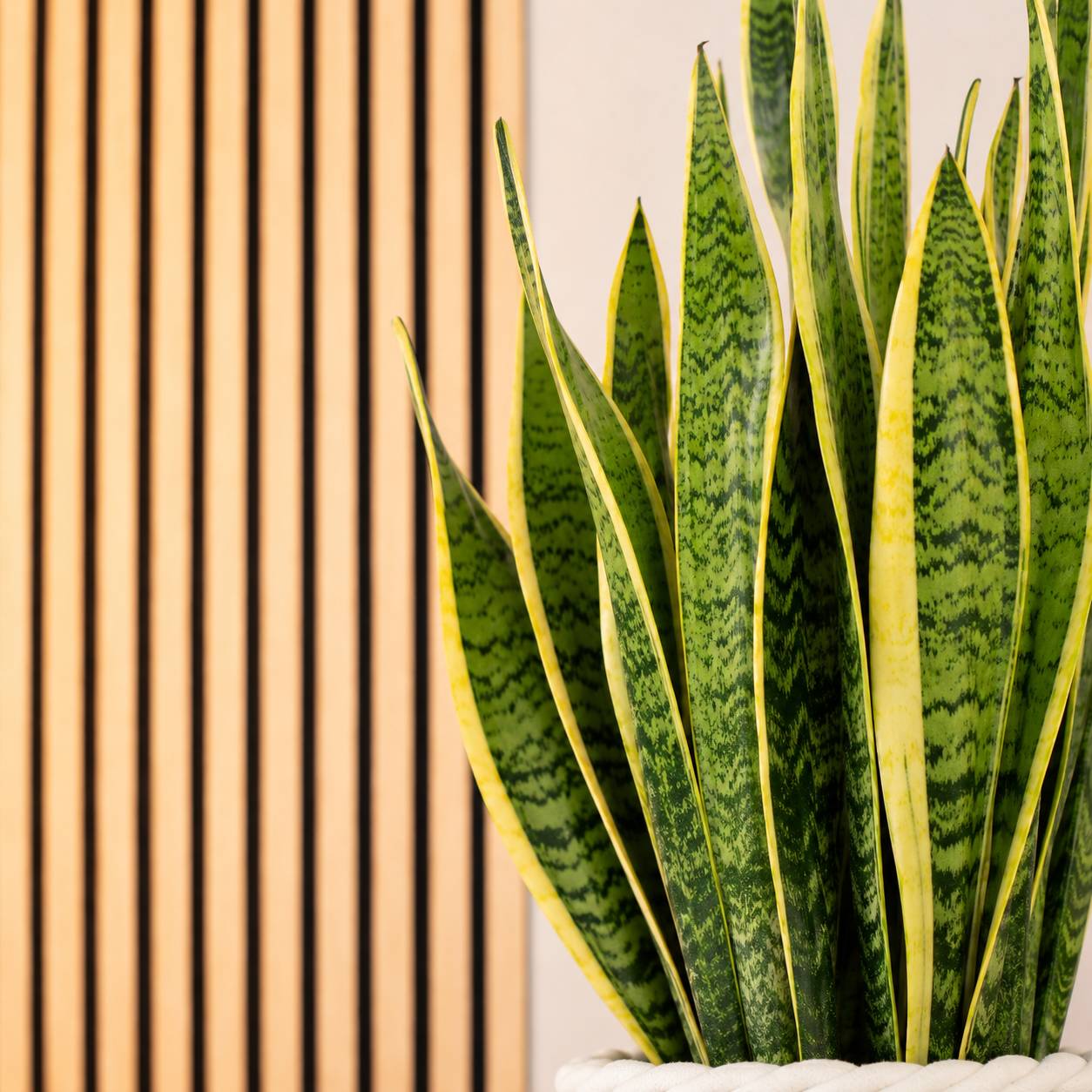 Sansevière - plante d'intérieur facile d'entretien, Sansevieria trifasciata Laurentii - hauteur env. 65 cm, pot-Ø 17 cm - Image 3
