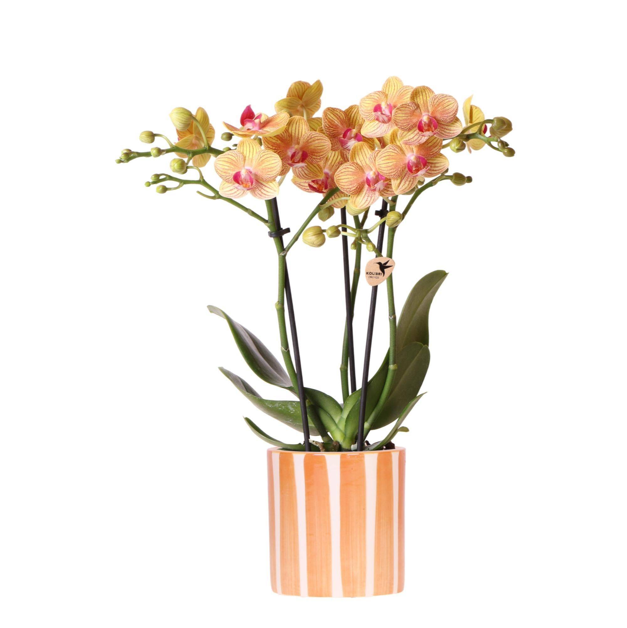 La Green Touch - Orchidée Jamaica et son pot- La Green Touch Orange rayé - Hauteur 35cm - Image 1