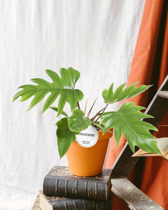 Philodendron Mayoi 35cm - Plante d'intérieur- La Green Touch - Image 2