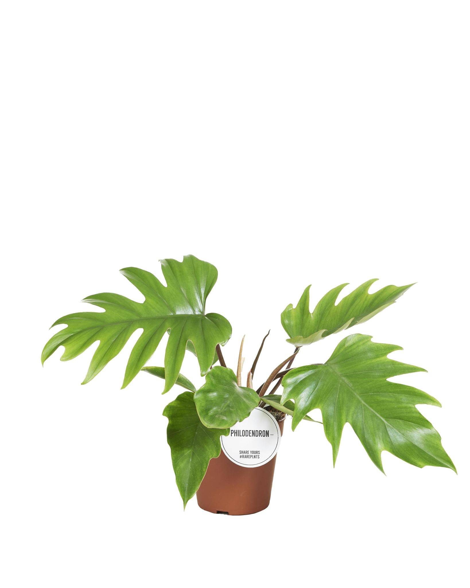 Philodendron Mayoi 35cm - Plante d'intérieur- La Green Touch - Image 1