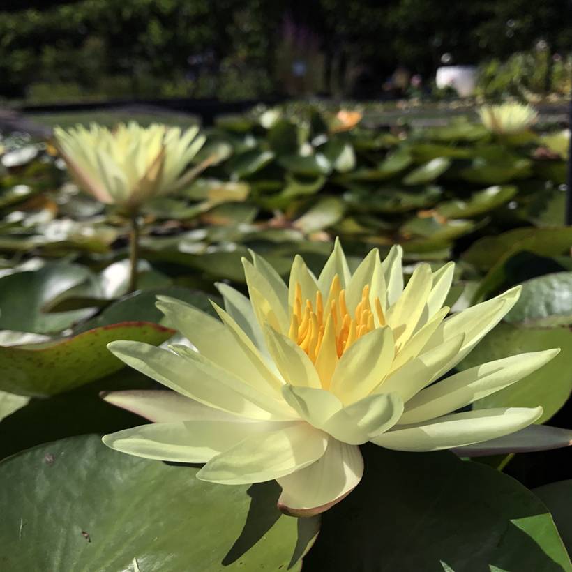 Nymphaea Odorata Sulphurea Grandiflora - Nénuphar rustique jaune Pot de 1,5L/2L
