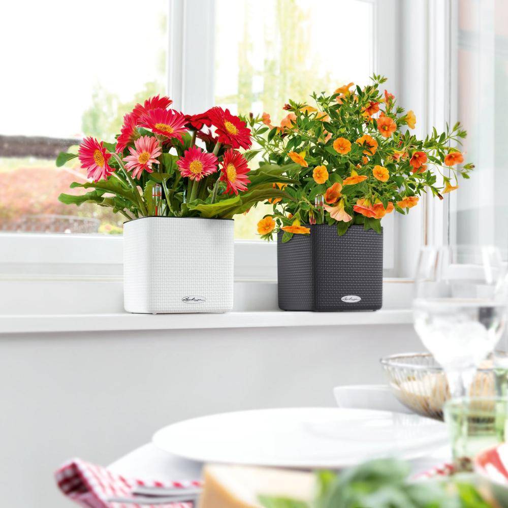 Lechuza - CUBE Color 16 - Kit Complet, blanc 16 cm Lechuza - Image 4