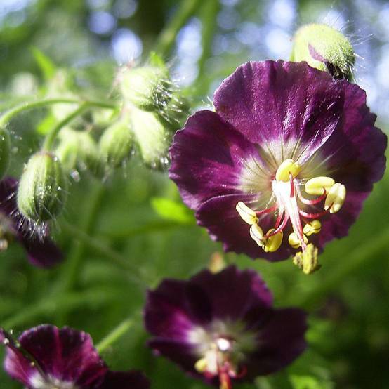 Géranium vivace phaeum Godet de 8/9 cm