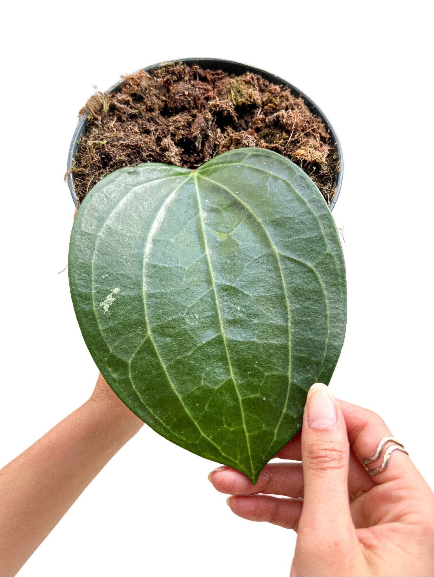 Hoya Latifolia - Pot de 15cm - Plantes d'intérieur - Image 1