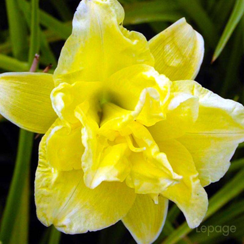 3 Hémérocalles 'Double River Whye' (Hemerocallis 'Double River Whye') - Lot de 3 vivaces - Pépinières Naudet - Image 1