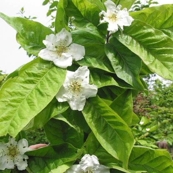 Néflier - Mespilus germanica Pot de 2L/3L