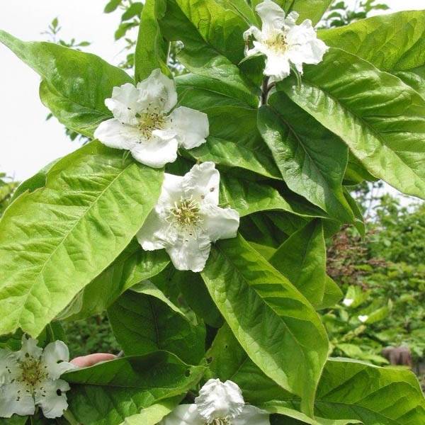 Néflier - Mespilus germanica Pot de 2L/3L