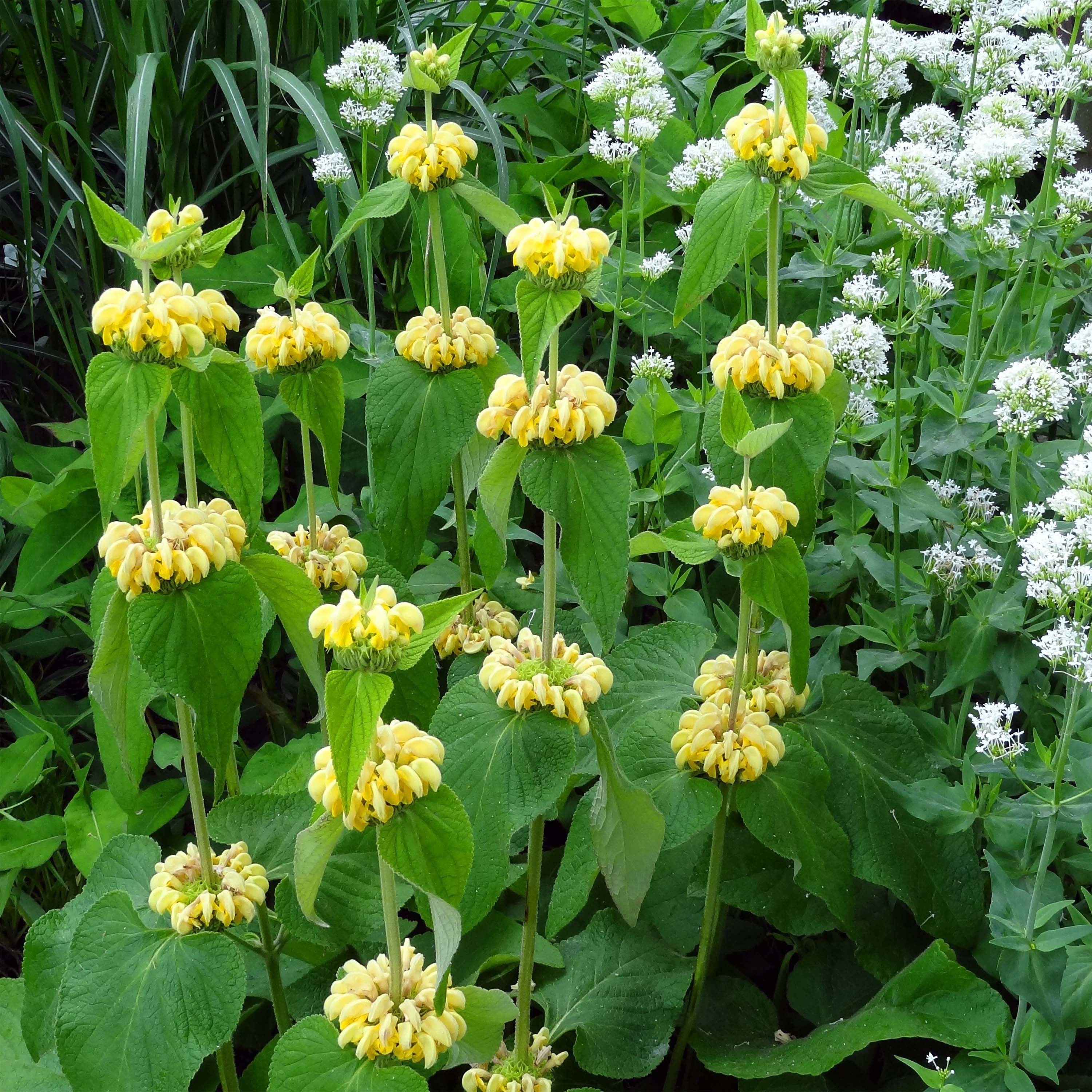 Phlomis de Russell - Phlomis russeliana Godet de 8/9 cm