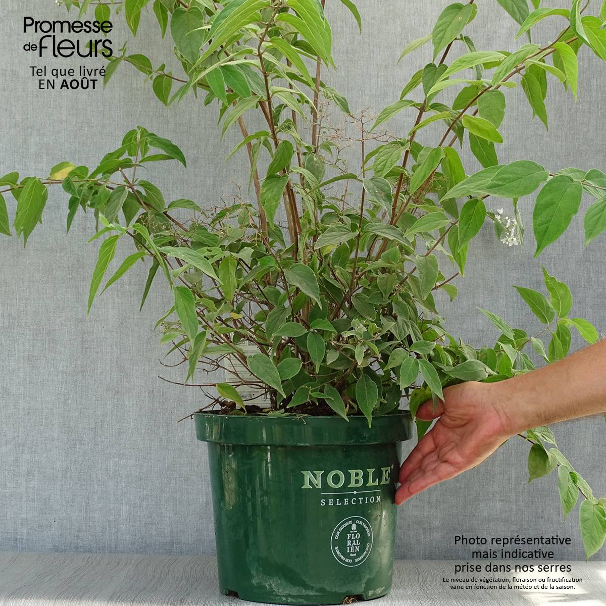 Promesse de Fleurs - Deutzia setchuenensis Corymbiflora Pot de 7,5L/10L - Image 2