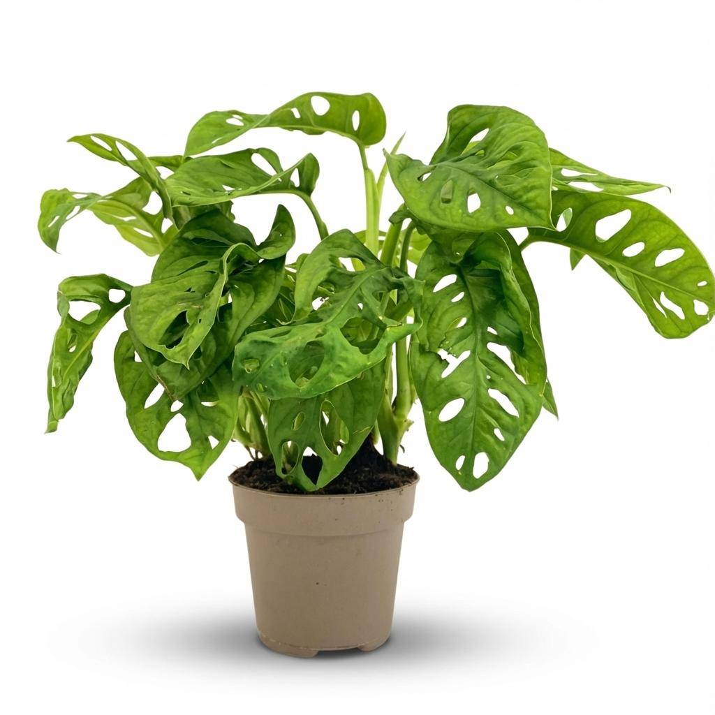 Monstera Adansonii Monkey Mask - Pot de 12cm - Hauteur: 25-35cm - Plantes d'intérieur - Image 1